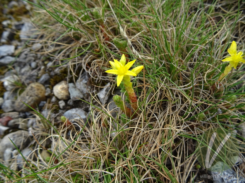 Scharfer Mauerpfeffer: Übersicht